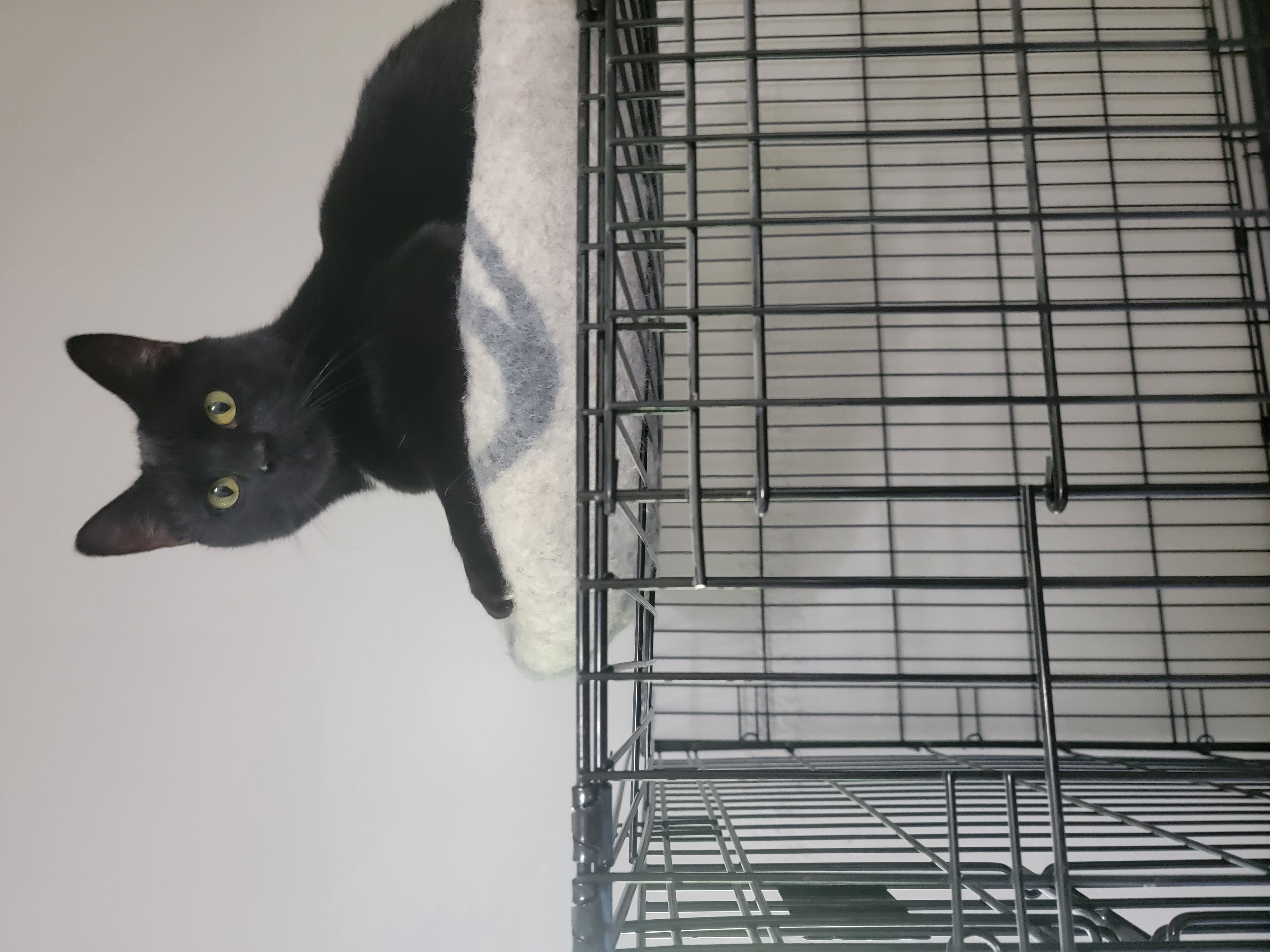 Fitzgerald- URGENT, a Adopted Domestic Short Hair in Rockford, IL image 1/3