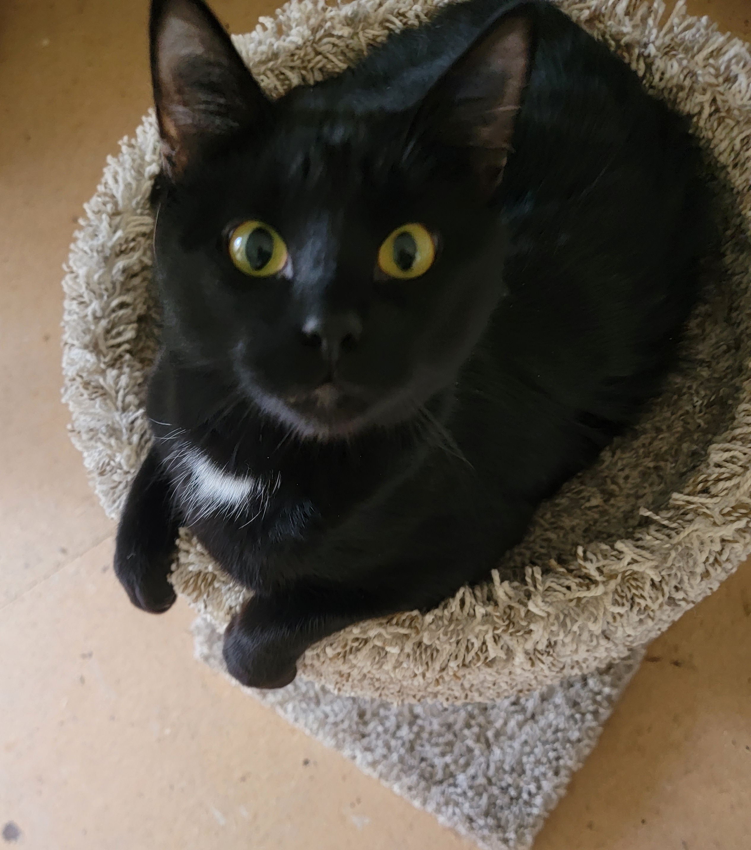 Fitzgerald- URGENT, a Adopted Domestic Short Hair in Rockford, IL image 2/3