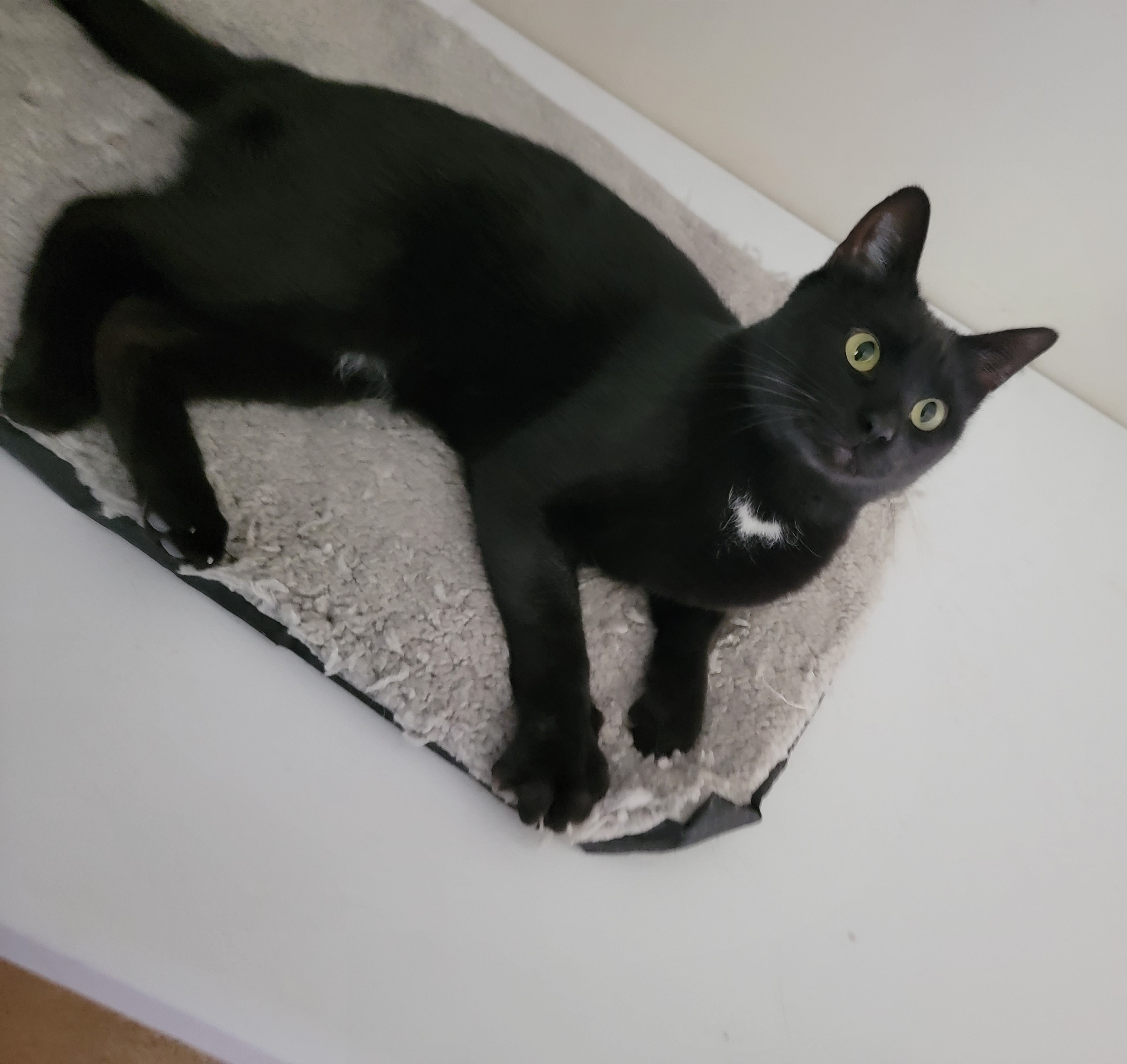 Fitzgerald- URGENT, a Adopted Domestic Short Hair in Rockford, IL image 3/3