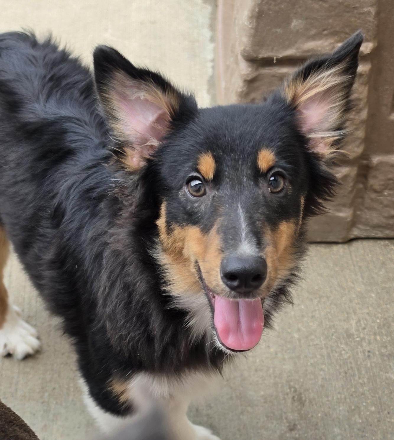 T Bone --Sheltie Pup, a ADOPTABLE Shetland Sheepdog / Sheltie in Terre Haute, IN image 2/4