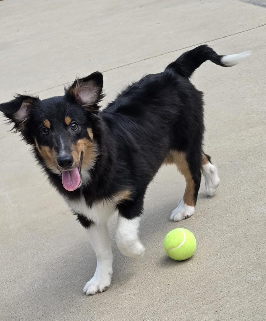 T Bone --Sheltie Pup, a ADOPTABLE Shetland Sheepdog / Sheltie in Terre Haute, IN image 3/4