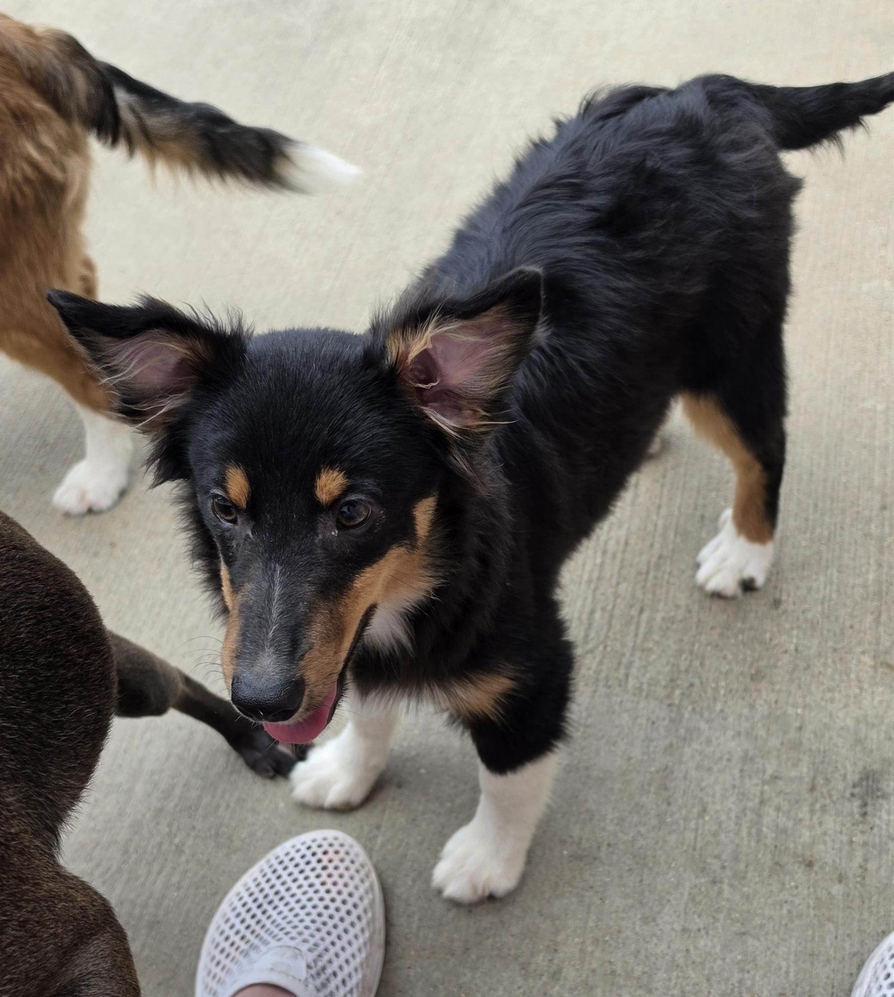 T Bone --Sheltie Pup, a ADOPTABLE Shetland Sheepdog / Sheltie in Terre Haute, IN image 1/4