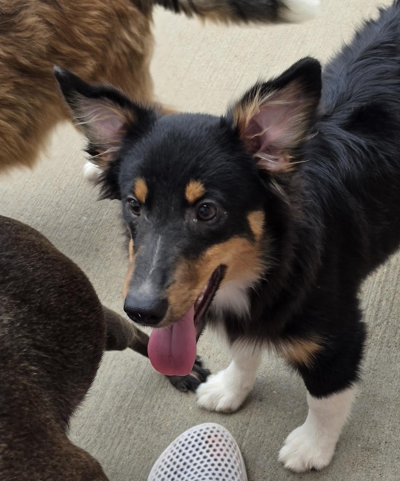 T Bone --Sheltie Pup, a ADOPTABLE Shetland Sheepdog / Sheltie in Terre Haute, IN image 4/4
