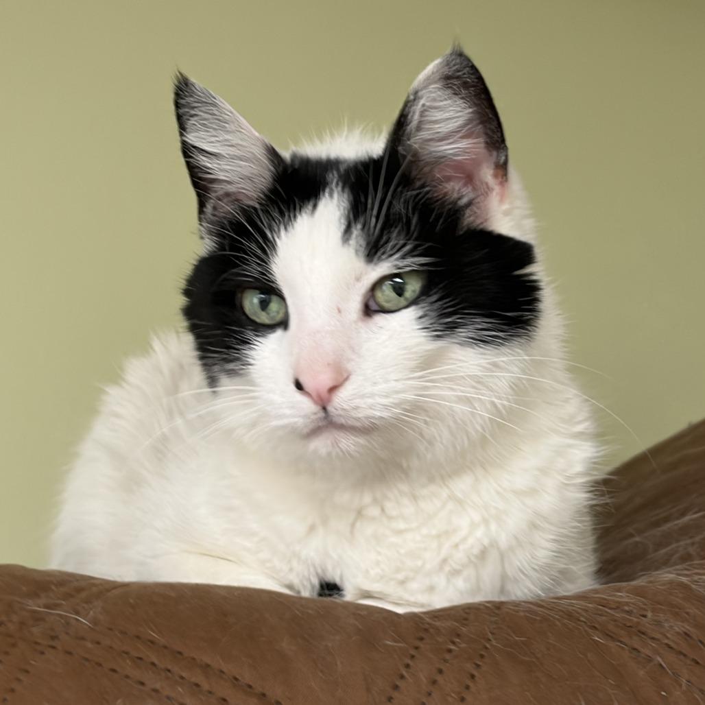 Enlarge Pua, a Adoptable Domestic Short Hair in Bloomington, IL image 1/5