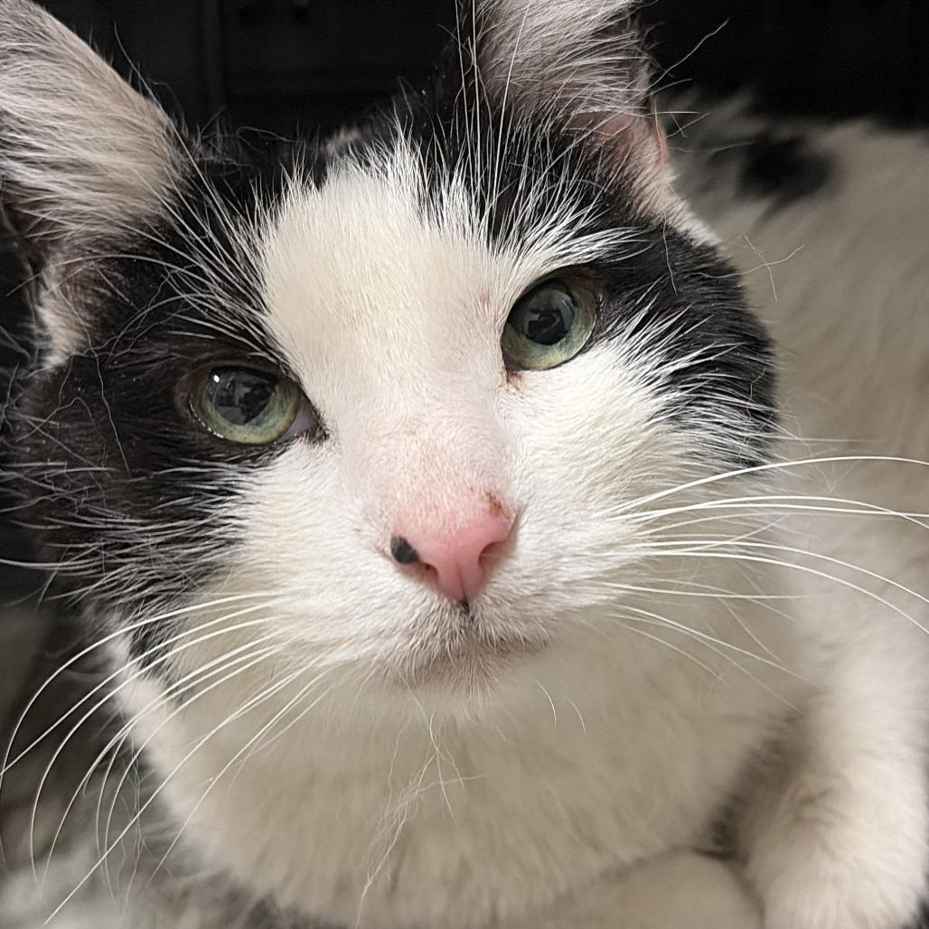 Enlarge Pua, a Adoptable Domestic Short Hair in Bloomington, IL image 2/5