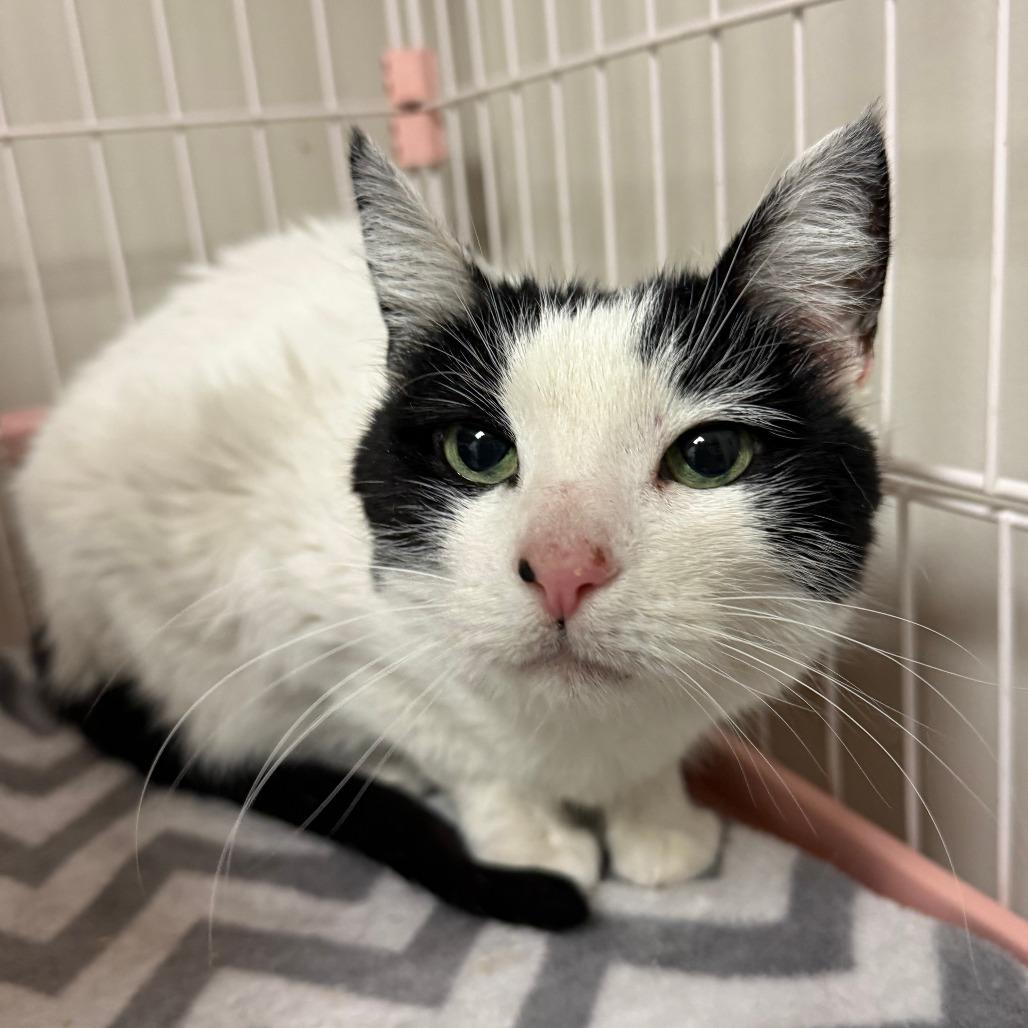 Enlarge Pua, a Adoptable Domestic Short Hair in Bloomington, IL image 3/5