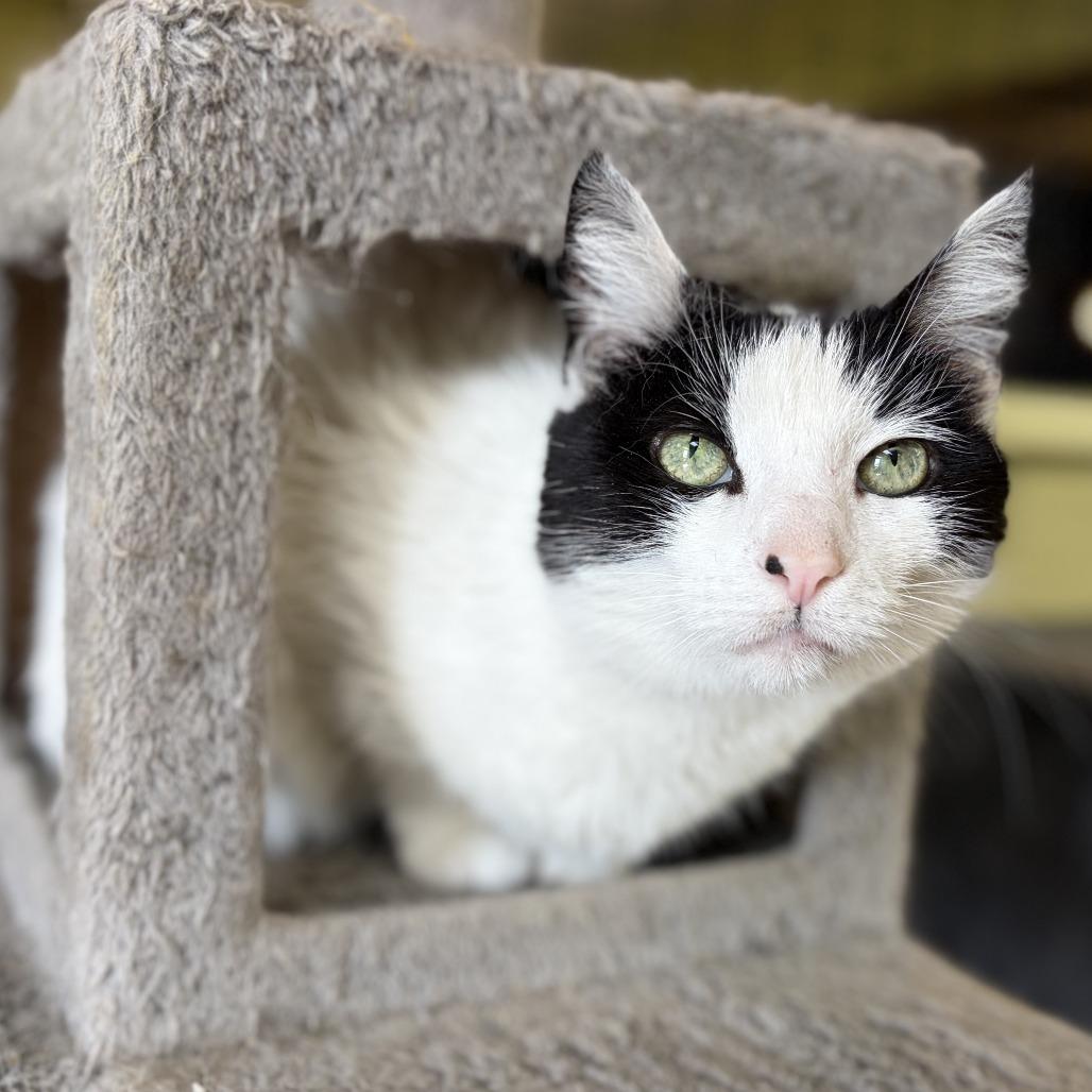 Enlarge Pua, a Adoptable Domestic Short Hair in Bloomington, IL image 4/5