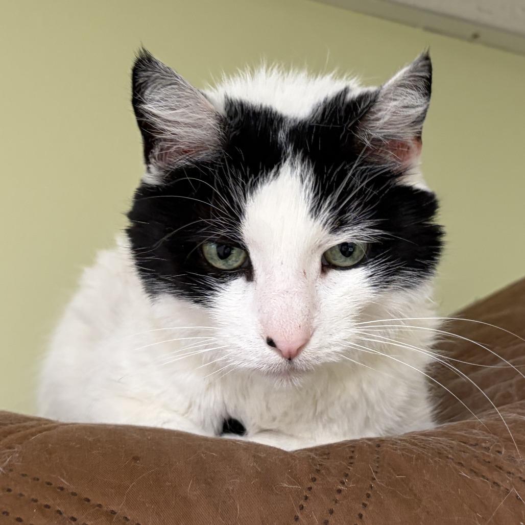 Enlarge Pua, a Adoptable Domestic Short Hair in Bloomington, IL image 5/5