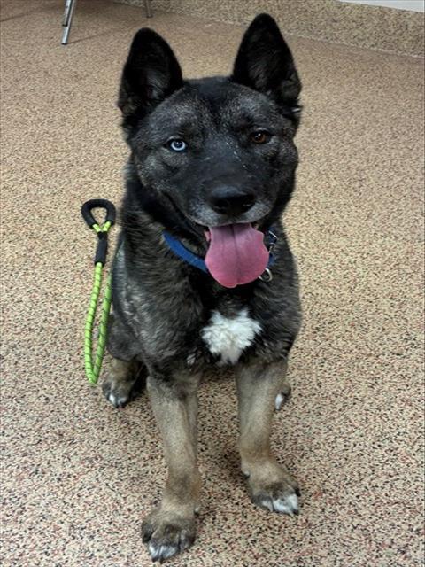 THEO, Adoptable, Adult Male Siberian Husky & Akita.