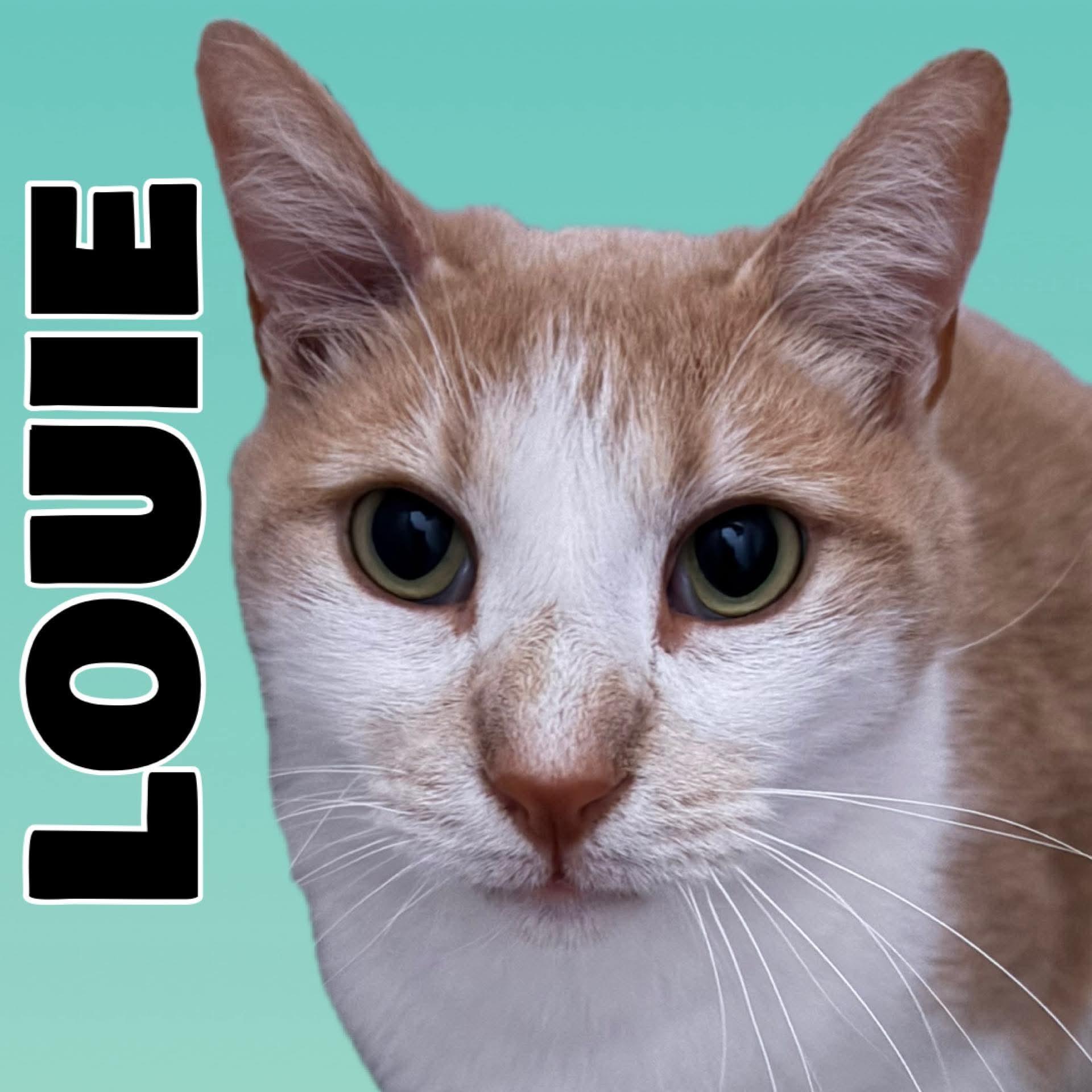 LOUIE, ADOPTABLE, Adult Male Domestic Short Hair.