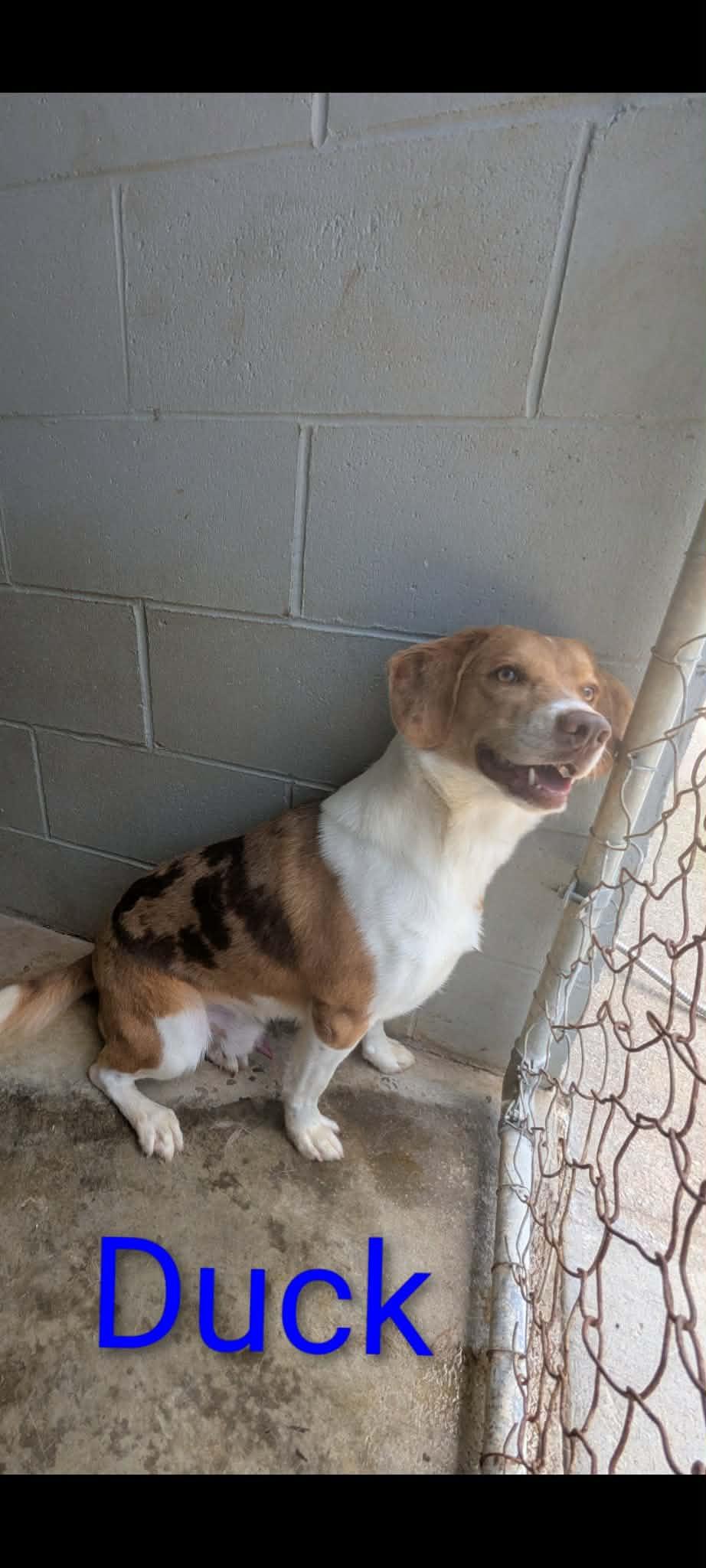 Enlarge Duck, a ADOPTABLE Mixed Breed in Logan, OH image 1/1