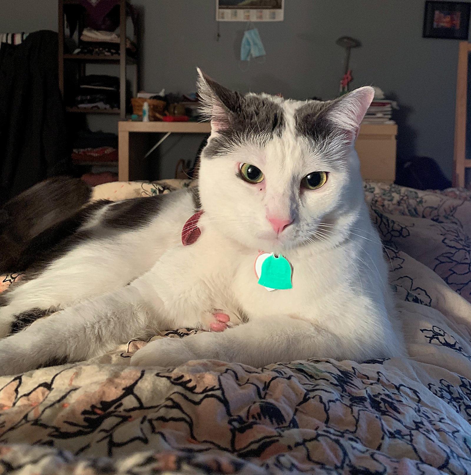 INDIGO #1898 - Offered by Owner -Good with Dogs, Adopted, Adult Female Domestic Short Hair.