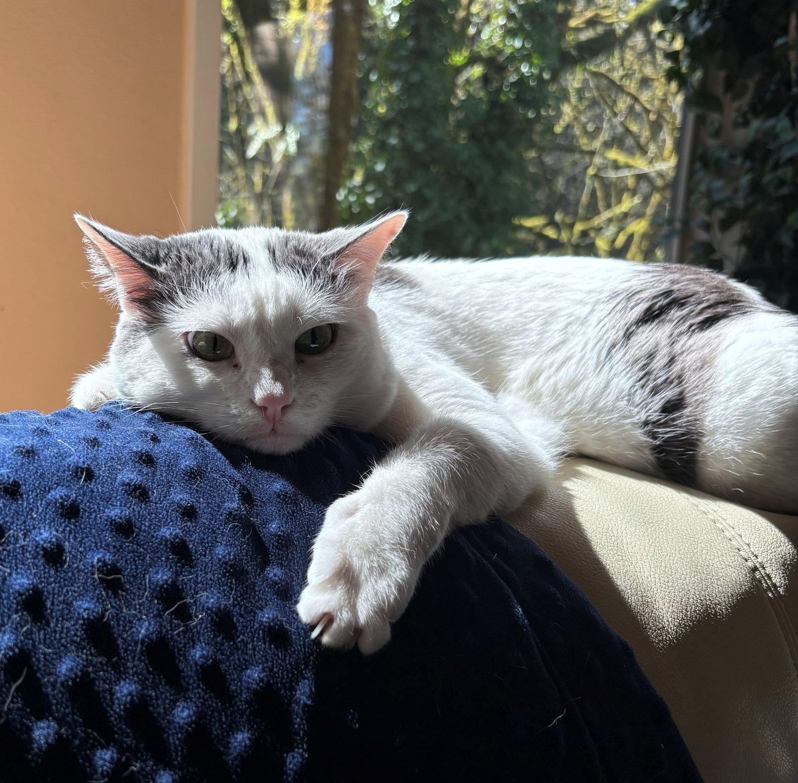 INDIGO #1898 - Offered by Owner -Good with Dogs, a Adopted Domestic Short Hair in Hillsboro, OR image 3/3