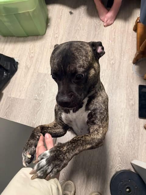 Enlarge Pepper 2yr - foster or adopt, a Adoptable mixed breed in North York, ON image 3/6