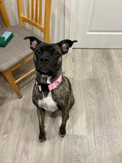 Enlarge Pepper 2yr - foster or adopt, a Adoptable mixed breed in North York, ON image 6/6