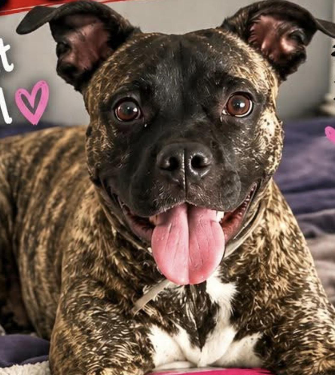 Pepper 2yr - foster or adopt, Adoptable, Adult Female Australian Cattle Dog / Blue Heeler & French Bulldog.