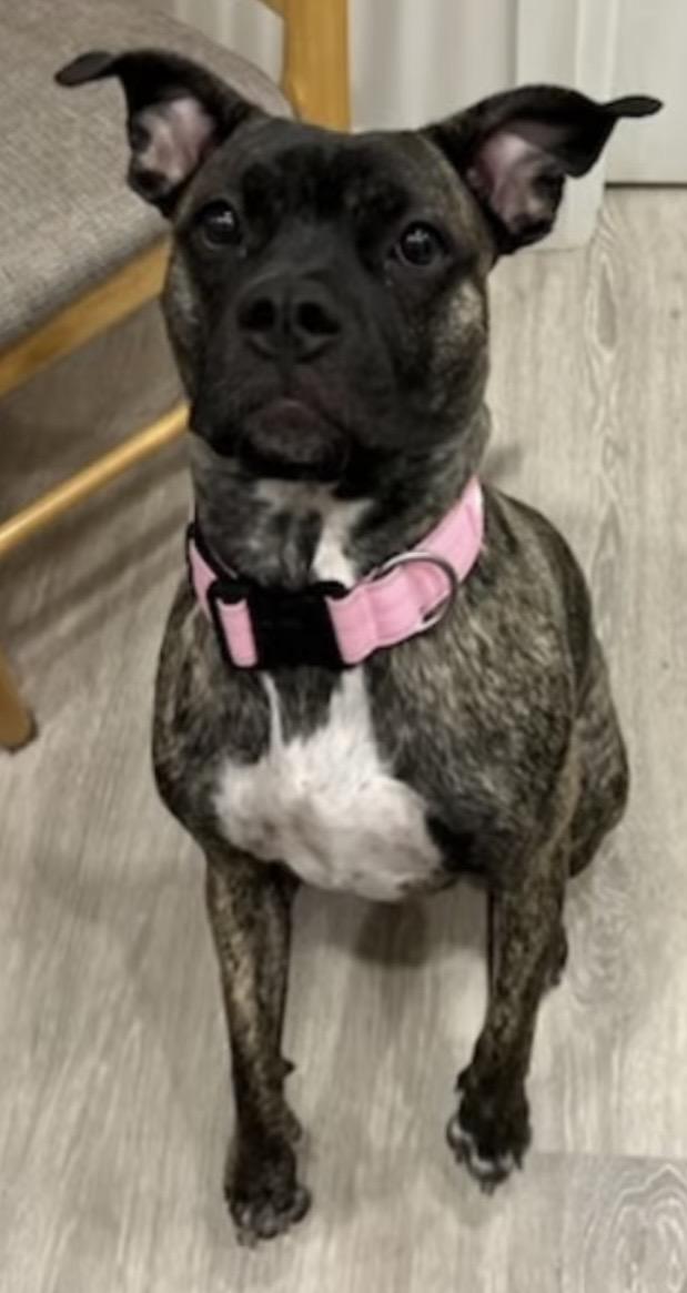 Enlarge Pepper 2yr - foster or adopt, a Adoptable mixed breed in North York, ON image 2/6