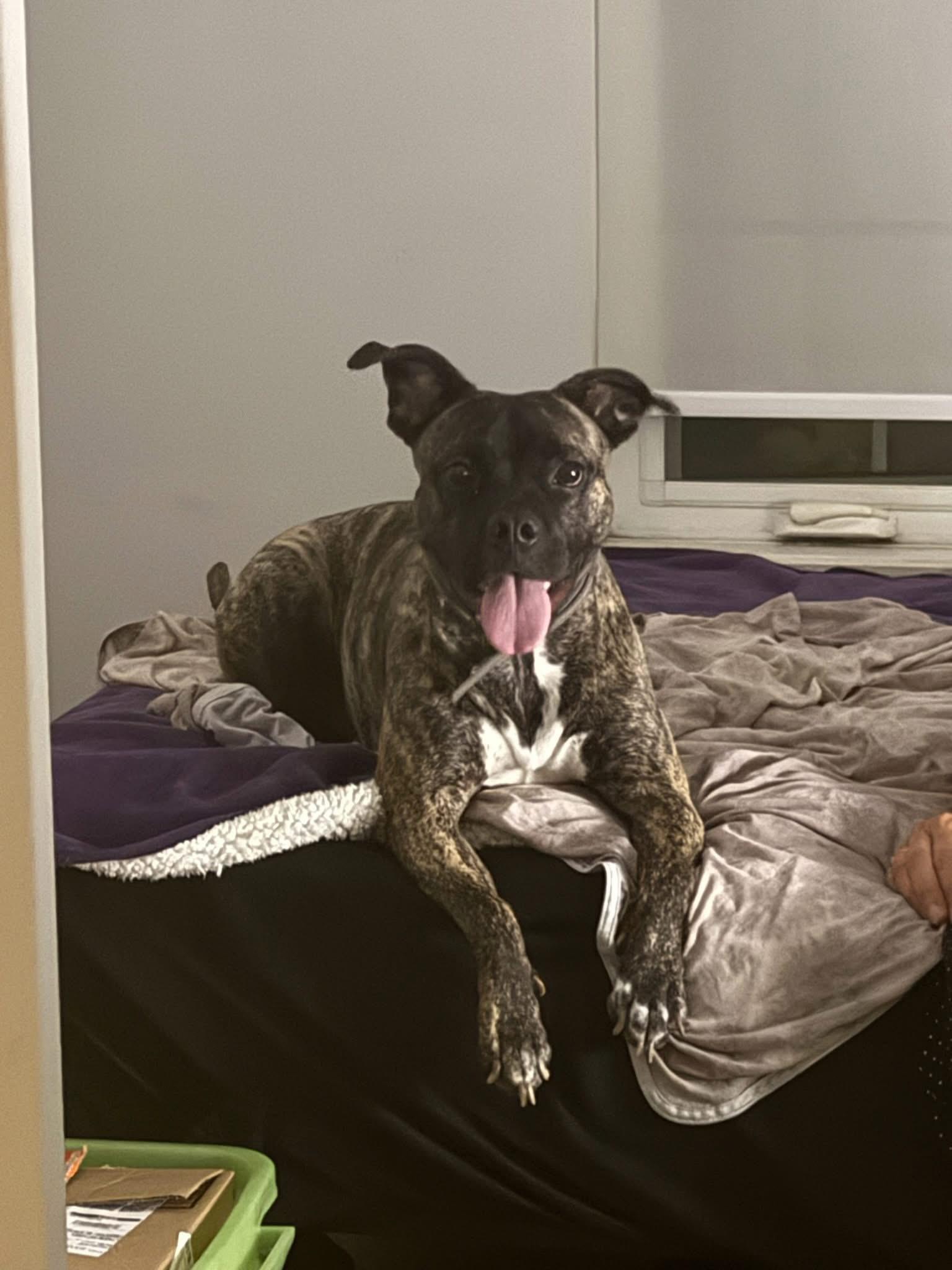 Enlarge Pepper 2yr - foster or adopt, a Adoptable mixed breed in North York, ON image 4/6