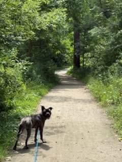 Enlarge Pepper 2yr - foster or adopt, a Adoptable mixed breed in North York, ON image 5/6