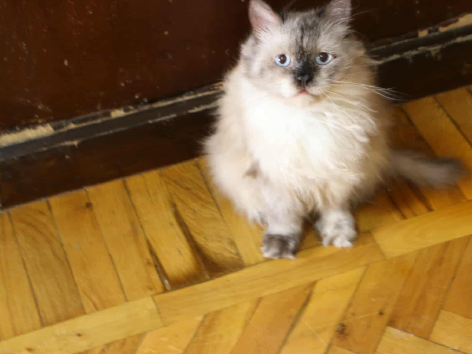 Selem - MM, an adoptable Ragdoll, Siberian in Woodbridge, ON, L4l 1j7 | Photo Image 1