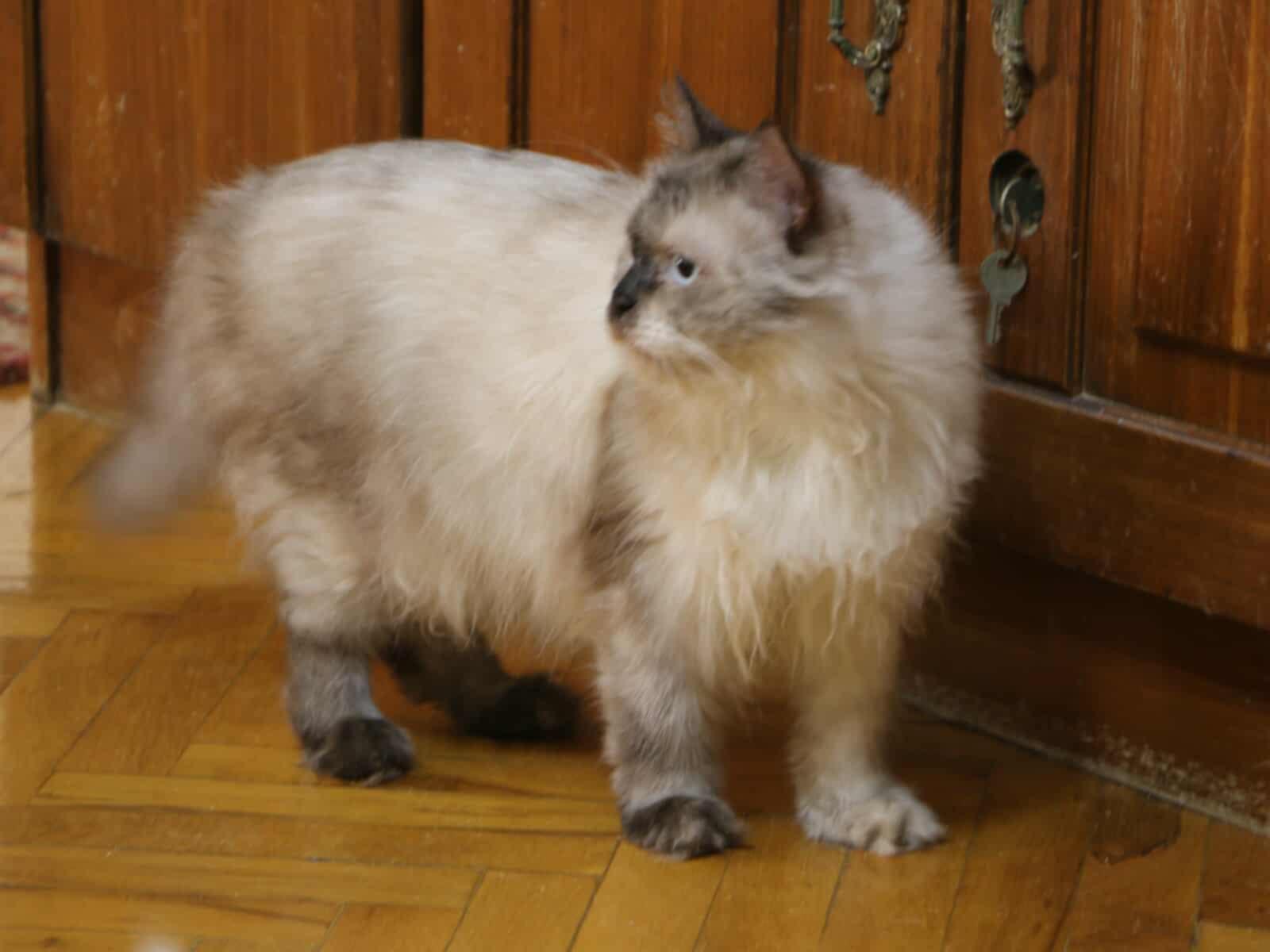 Selem - MM, an adoptable Ragdoll, Siberian in Woodbridge, ON, L4l 1j7 | Photo Image 2