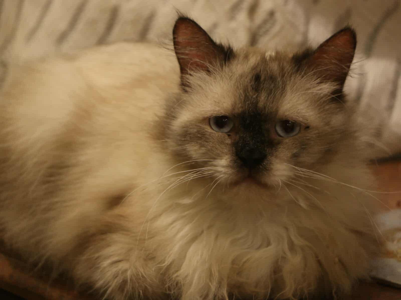 Selem - MM, an adoptable Ragdoll, Siberian in Woodbridge, ON, L4l 1j7 | Photo Image 3