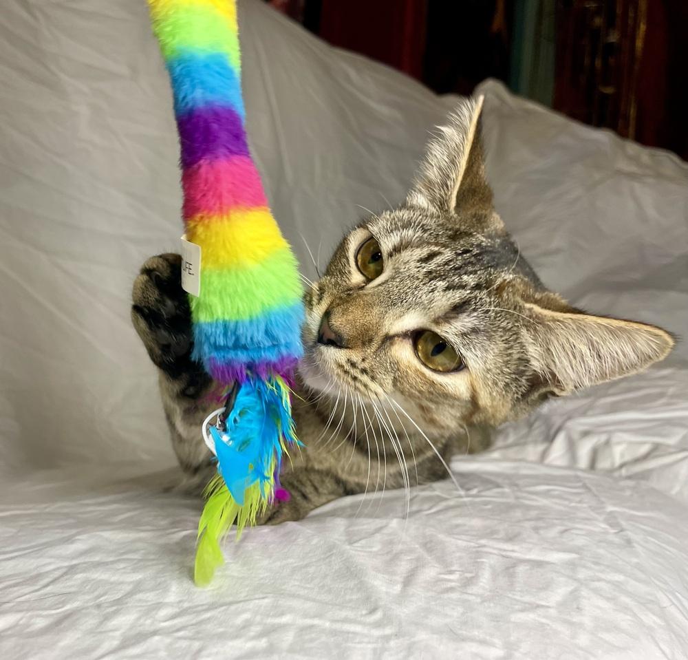 Enlarge Sansa, a Adoptable Domestic Short Hair in Saint Augustine, FL image 1/5