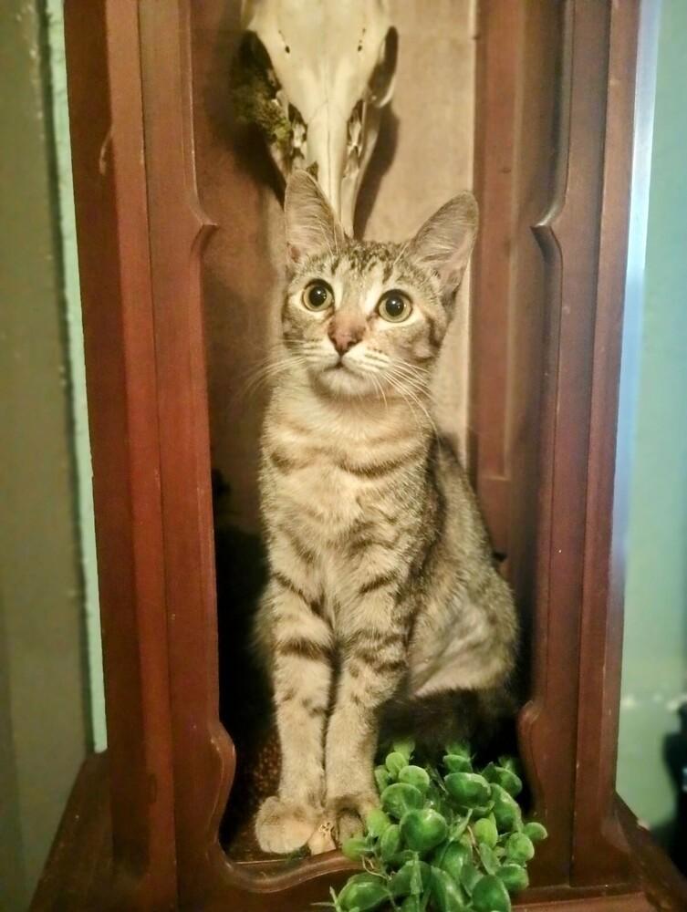 Enlarge Sansa, a Adoptable Domestic Short Hair in Saint Augustine, FL image 2/5