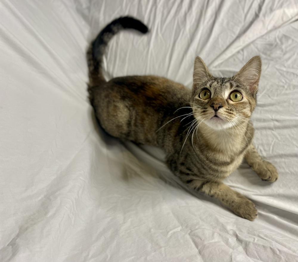 Enlarge Sansa, a Adoptable Domestic Short Hair in Saint Augustine, FL image 3/5