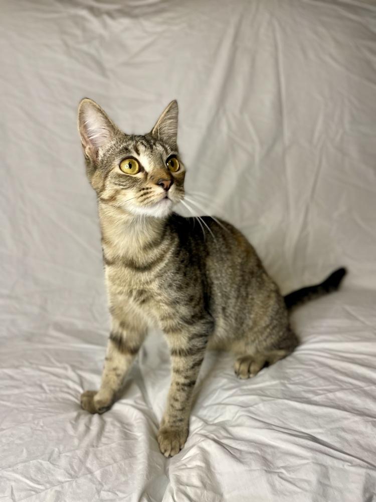 Enlarge Sansa, a Adoptable Domestic Short Hair in Saint Augustine, FL image 4/5