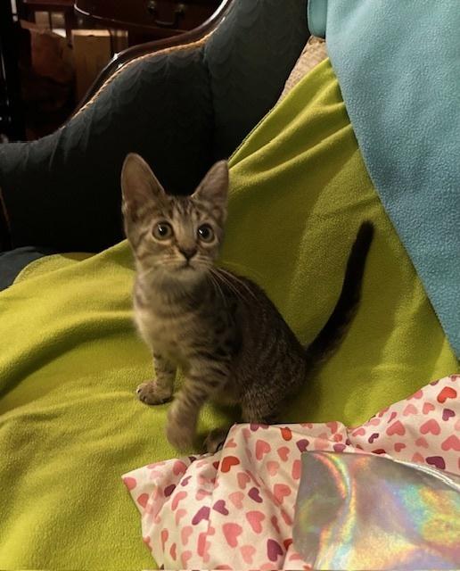 Enlarge Sansa, a Adoptable Domestic Short Hair in Saint Augustine, FL image 5/5