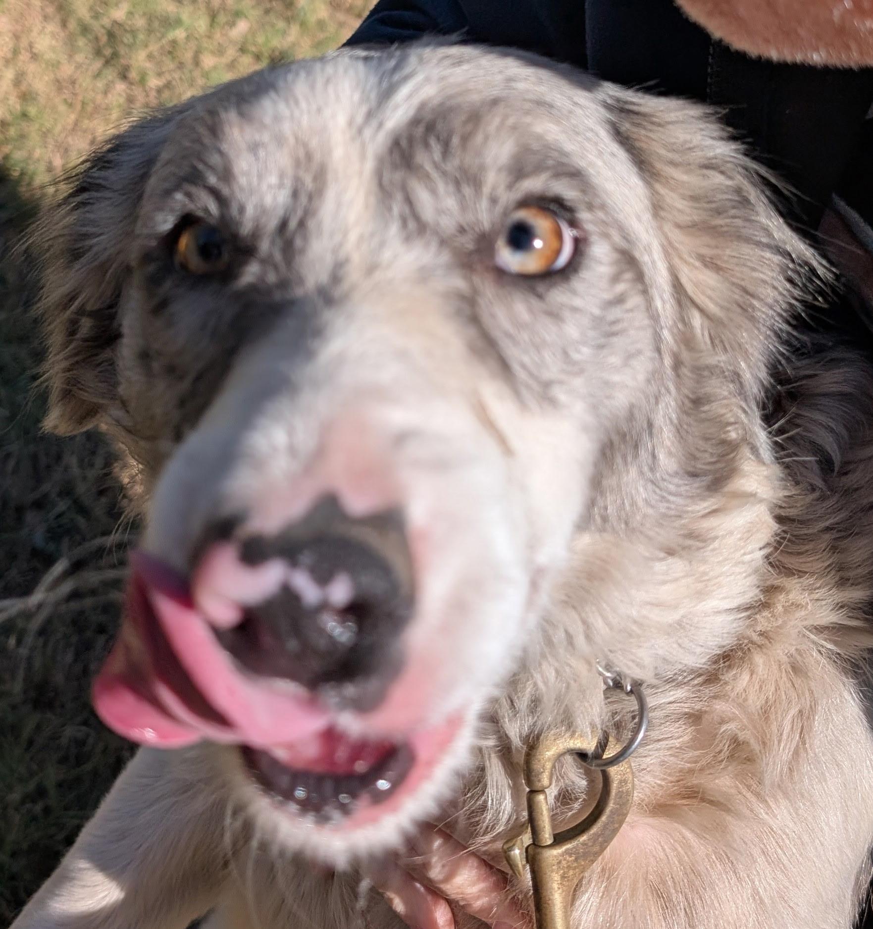 Enlarge Violet, a Adopted Border Collie in McAllen, TX image 1/2