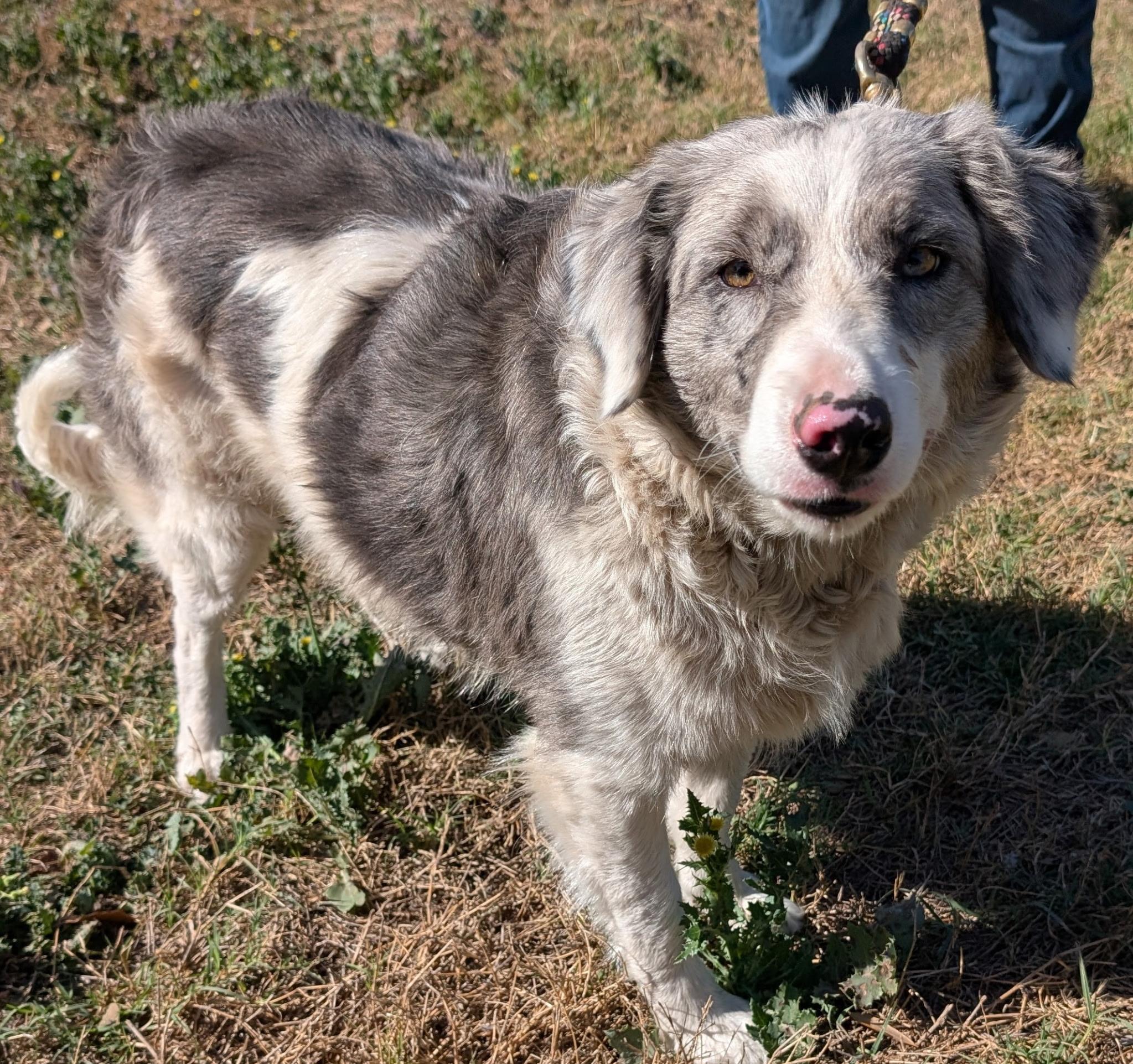 Enlarge Violet, a Adopted Border Collie in McAllen, TX image 2/2