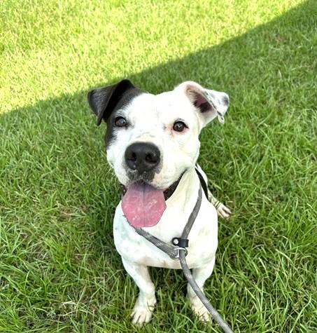 Domino