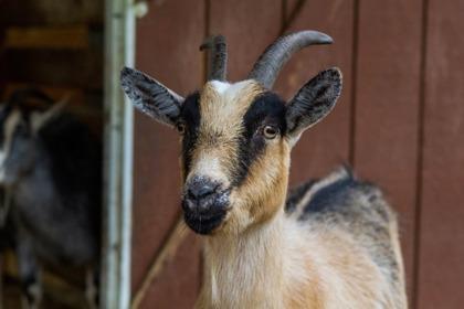 Deb, Adoptable, Adult Female Goat.