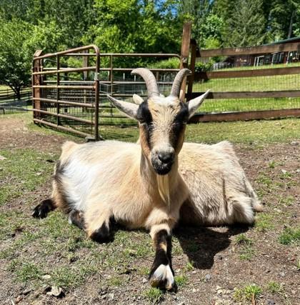 Deb, a Adoptable Goat in Sultan, WA image 2/2