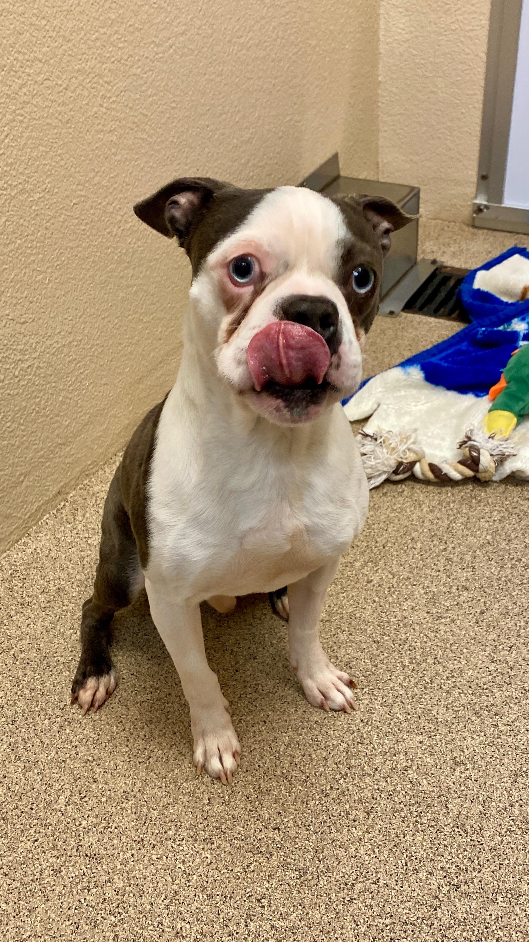 Allen, a ADOPTABLE Boston Terrier in Sunbury, PA image 2/3