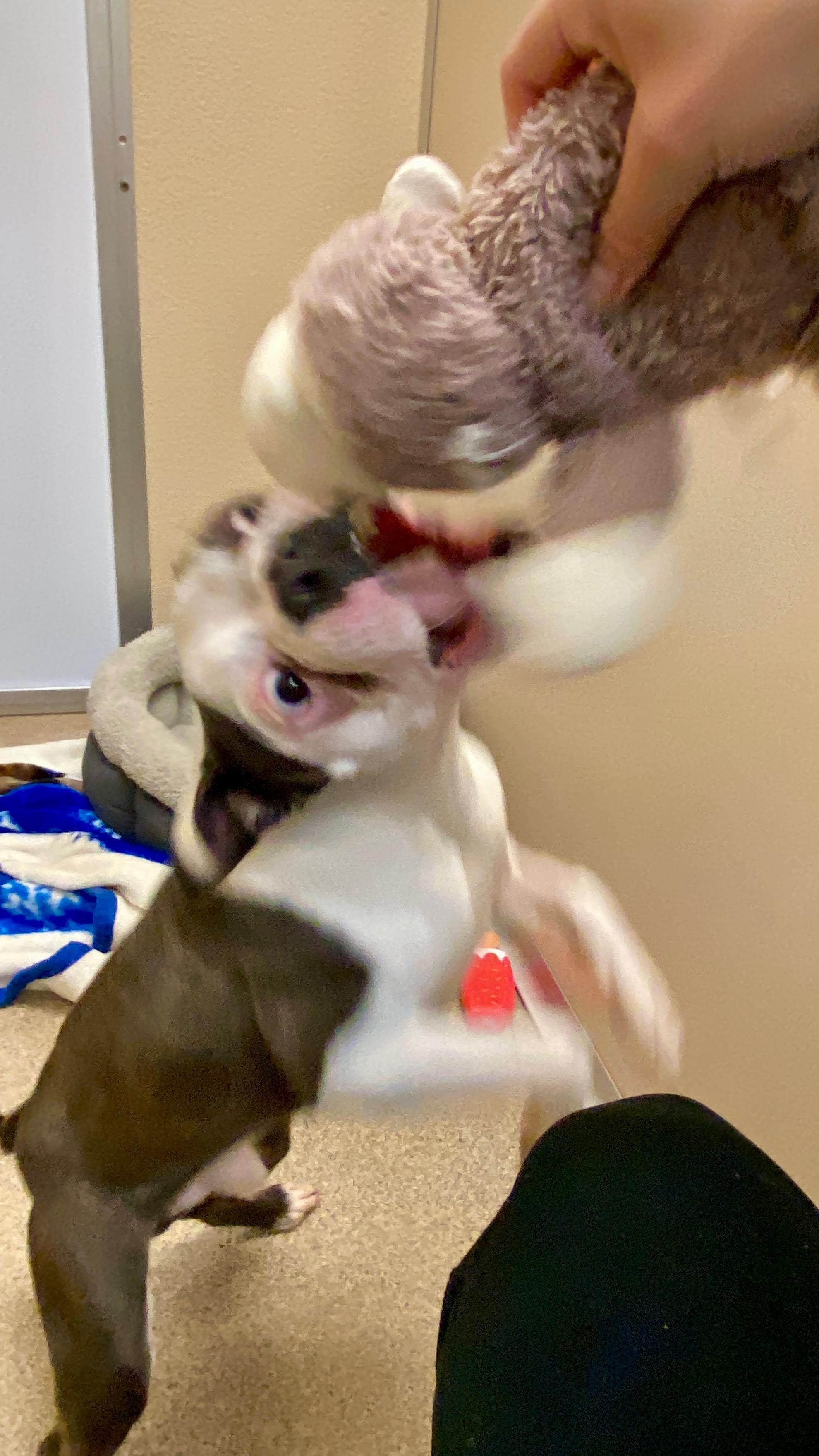 Allen, ADOPTABLE, Young Male Boston Terrier.