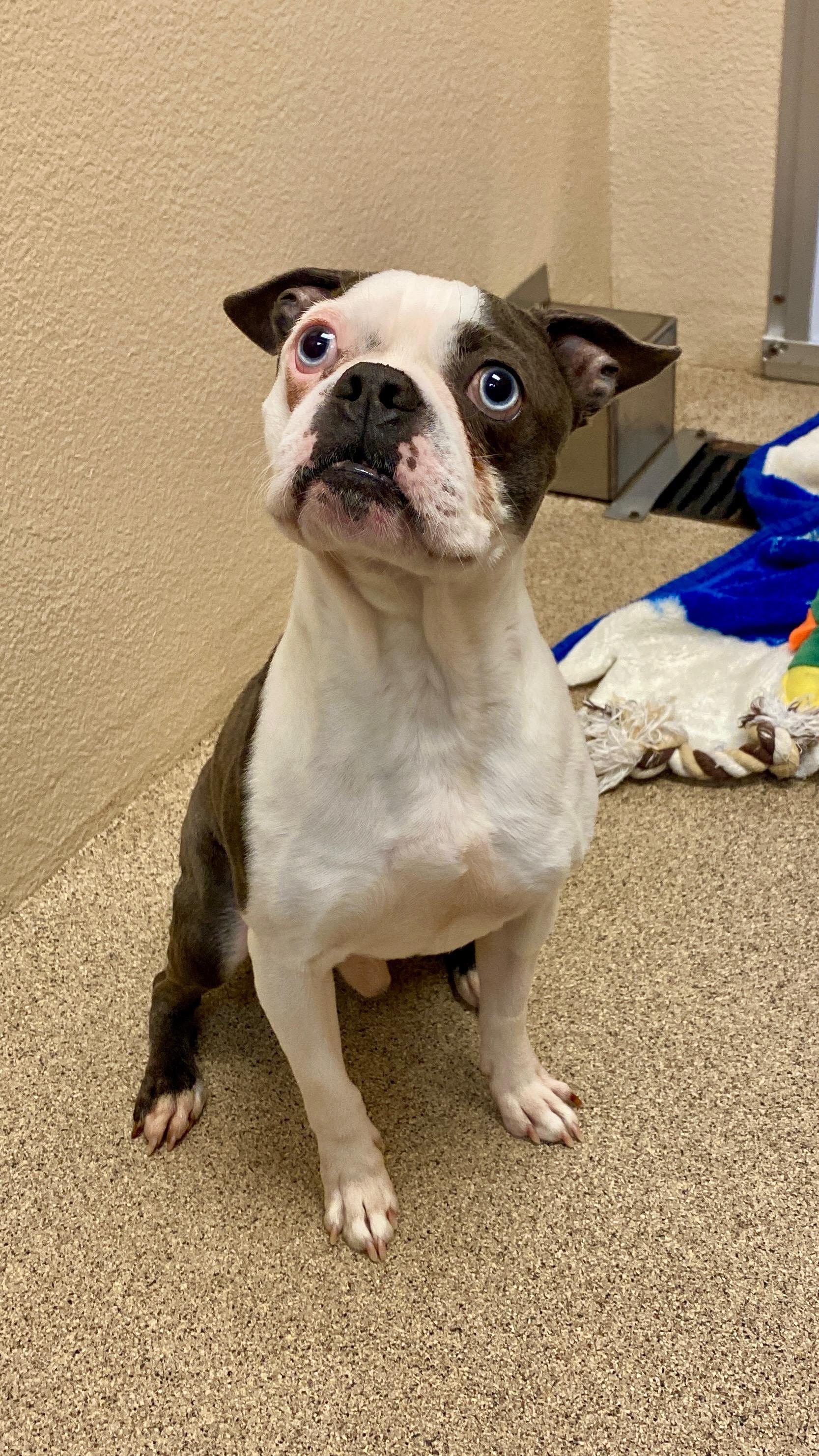 Allen, a ADOPTABLE Boston Terrier in Sunbury, PA image 3/3
