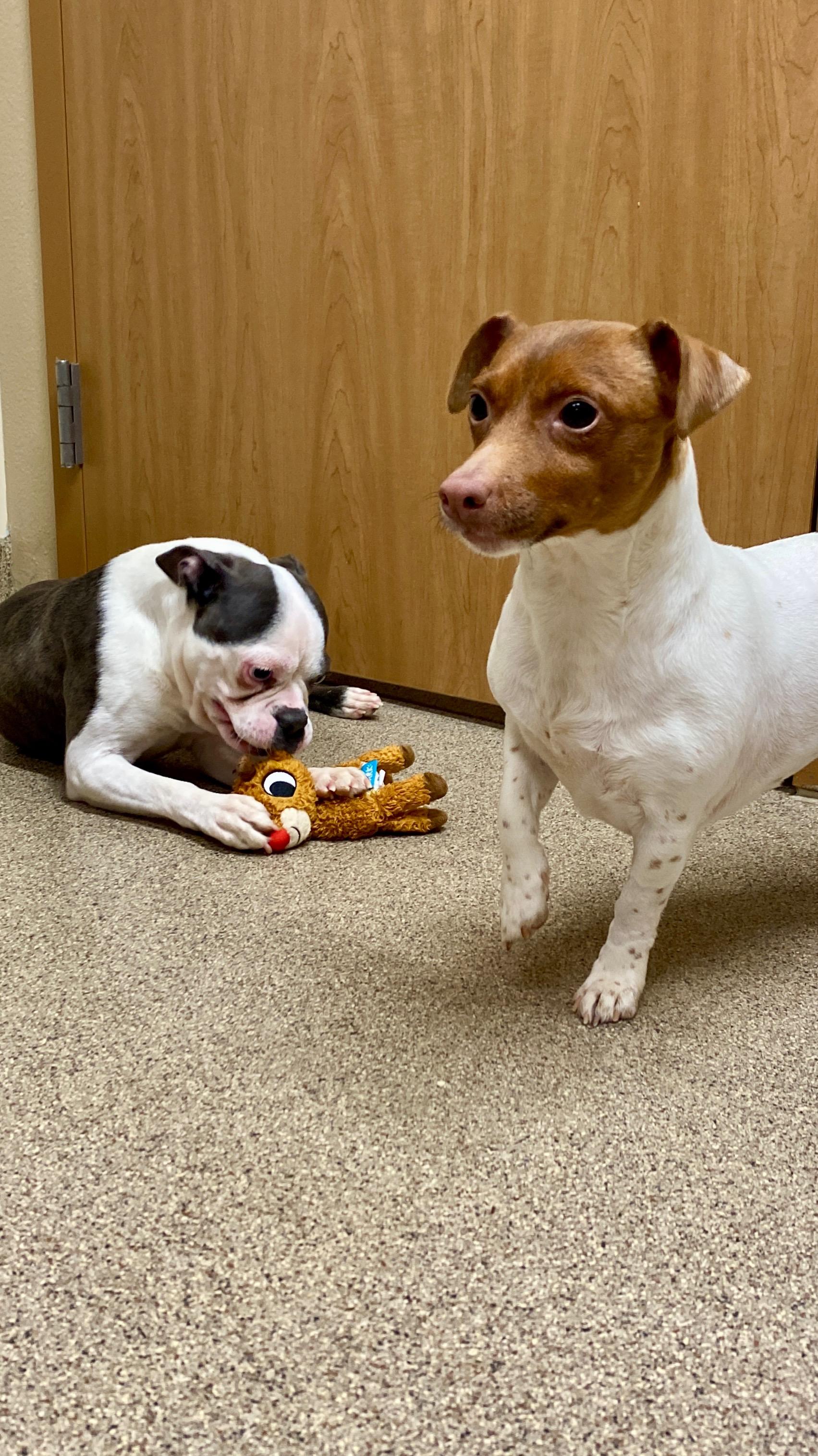 Enlarge Allen, an adopted Boston Terrier in Sunbury, PA image 4/4