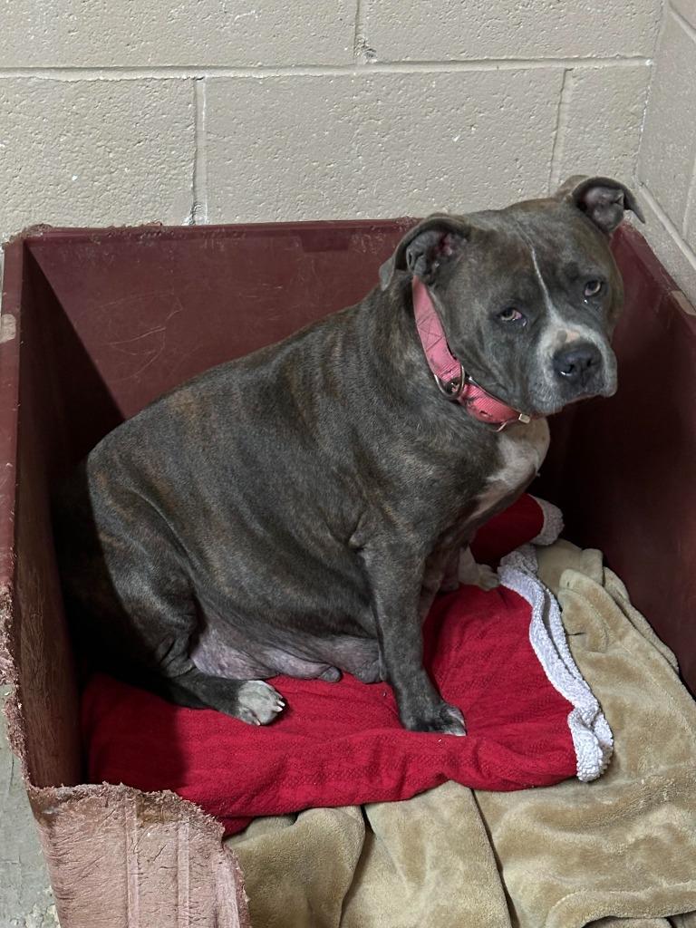Enlarge Bella, a Adoptable Pit Bull Terrier in Russellville, KY image 1/3