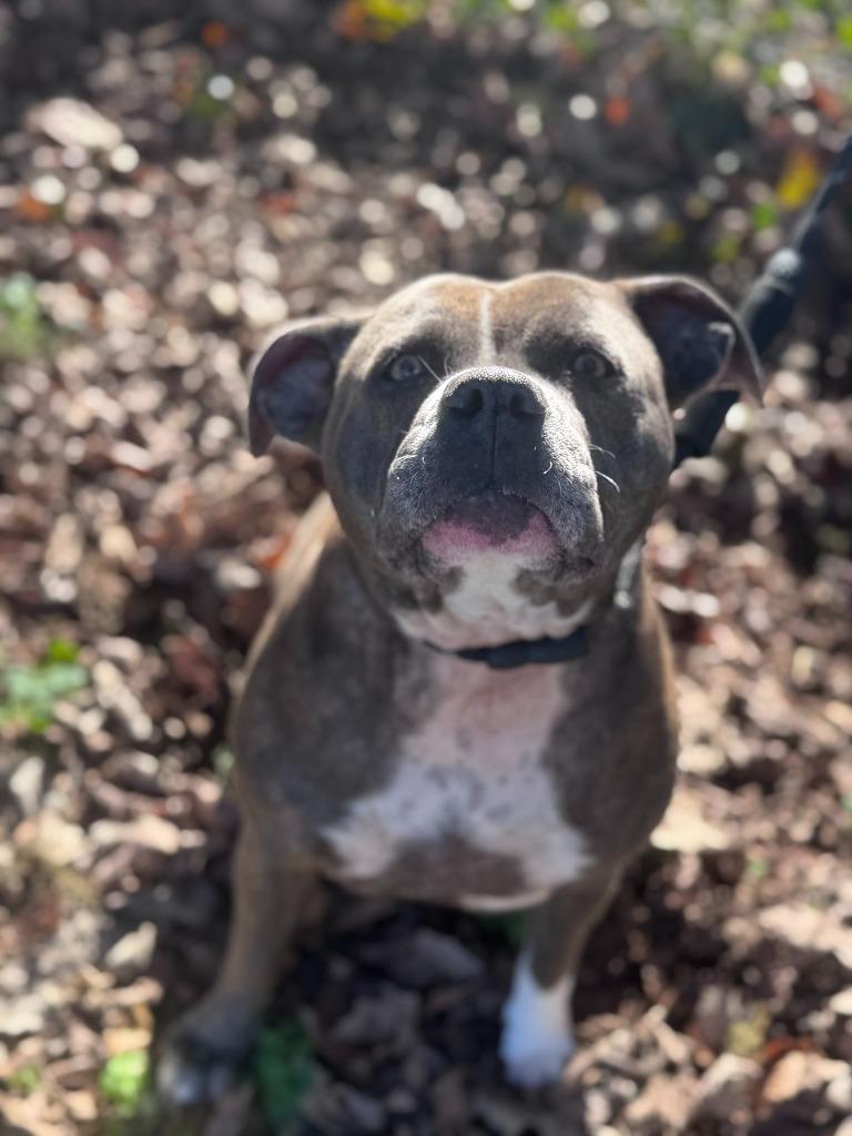 Enlarge Bella, a Adoptable Pit Bull Terrier in Russellville, KY image 2/3