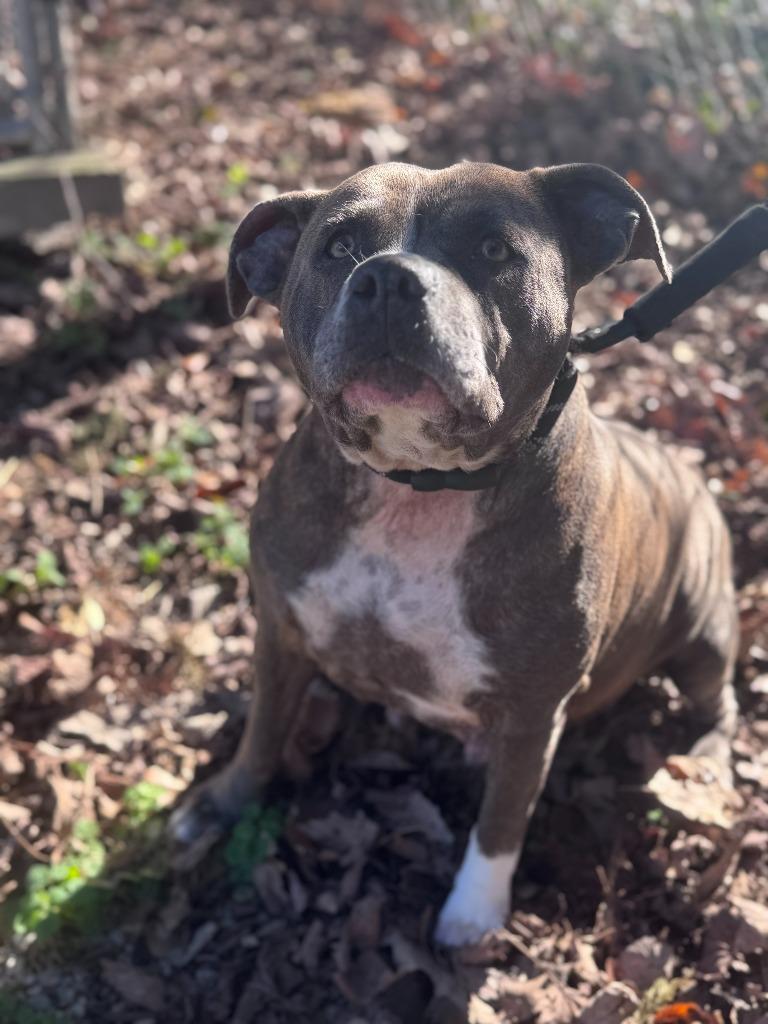 Enlarge Bella, a Adoptable Pit Bull Terrier in Russellville, KY image 3/3