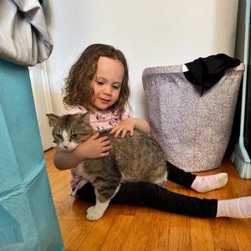Pedro (m) 3yrs tabby/white, an adopted Domestic Short Hair in Ottawa, ON image 4/6