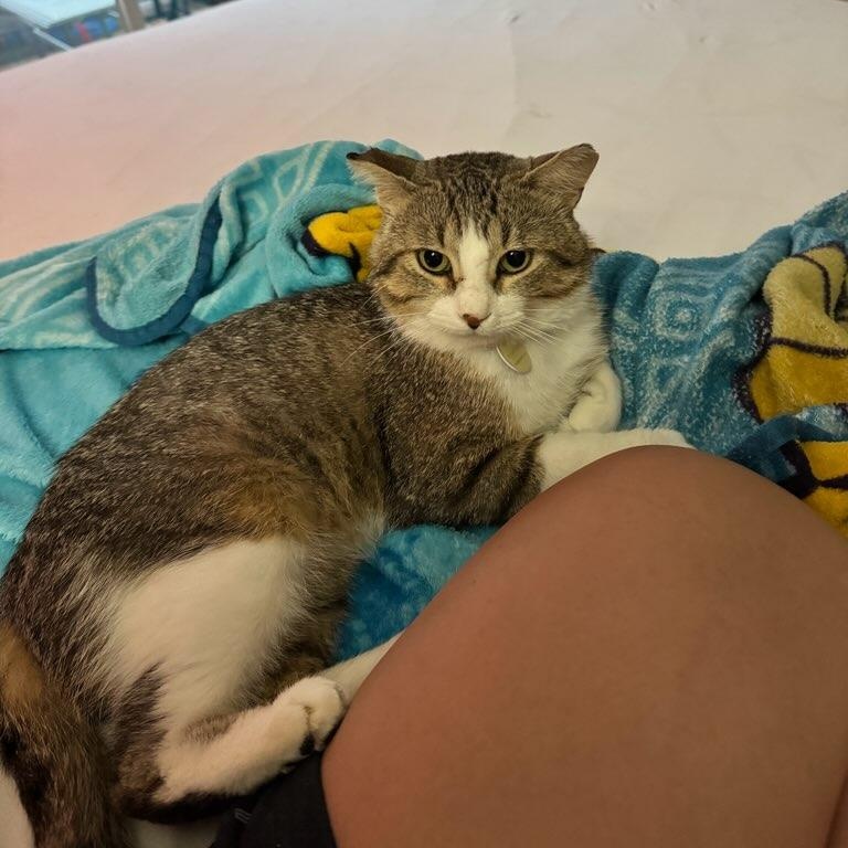Pedro (m) 3yrs tabby/white, adopted, Adult Male Domestic Short Hair.