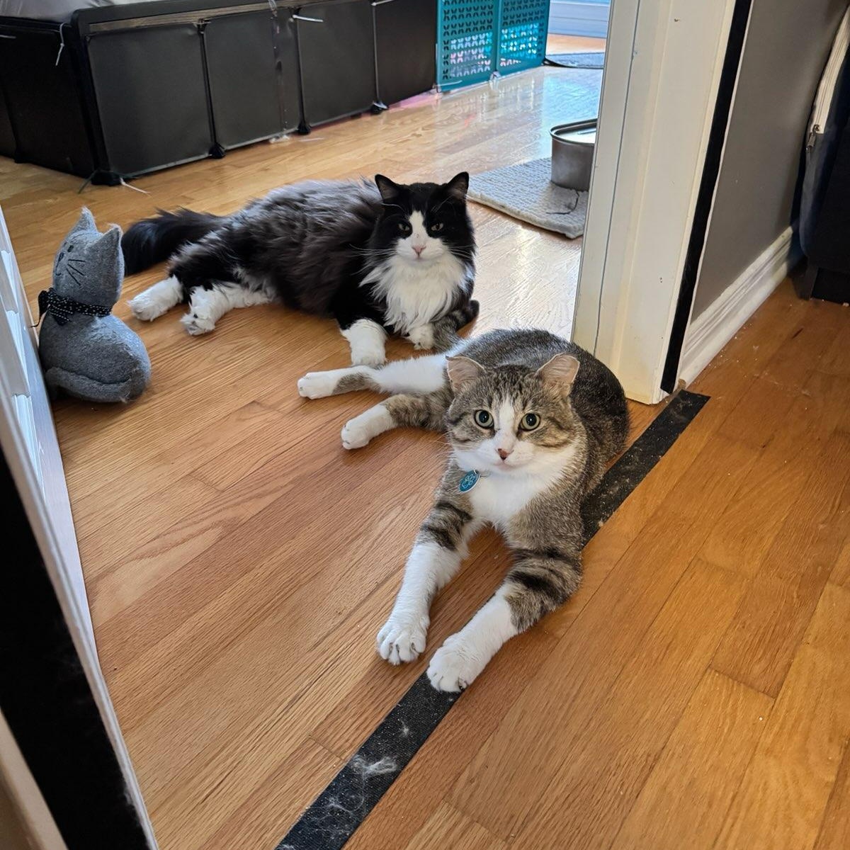 Pedro (m) 3yrs tabby/white, an adopted Domestic Short Hair in Ottawa, ON image 3/6