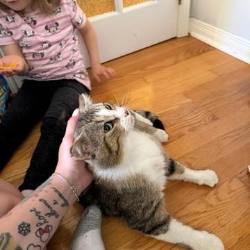Pedro (m) 3yrs tabby/white, an adopted Domestic Short Hair in Ottawa, ON image 5/6