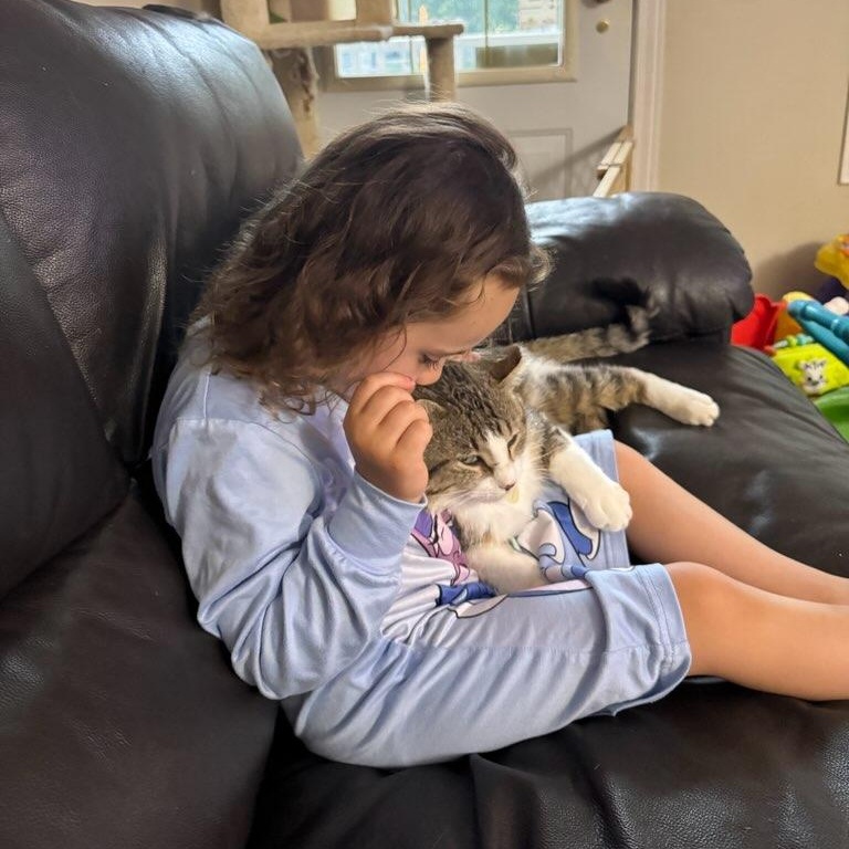 Pedro (m) 3yrs tabby/white, an adopted Domestic Short Hair in Ottawa, ON image 6/6