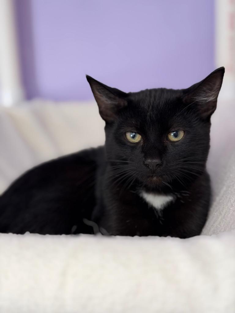 Ron, Adoptable, Kitten Male Domestic Short Hair.