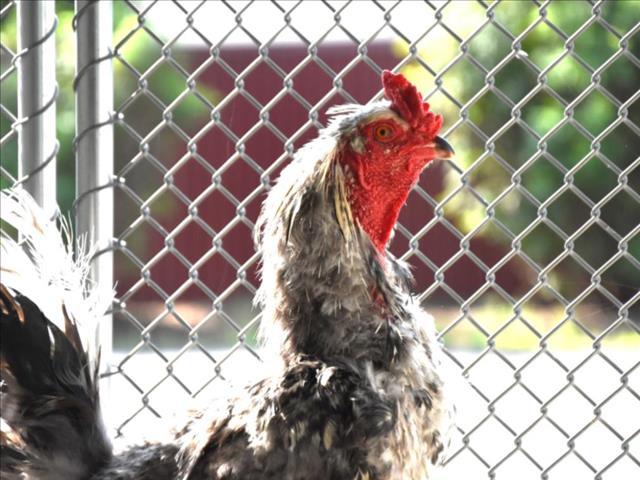 Enlarge BAYARD, a Adoptable Chicken in Loveland, CO image 1/1